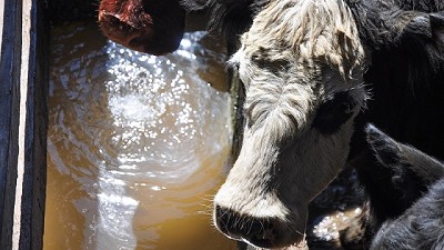 Agua, un recurso clave en períodos de estrés calórico