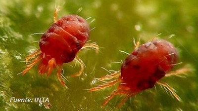 Alerta en la región pampeana: Arañuela roja