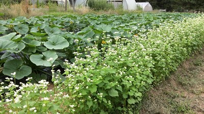 Cómo diseñar la huerta para evitar estrés por calor o salinidad