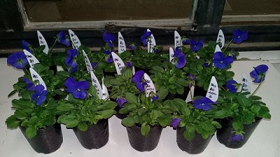 Cultivan pensamientos con compost de residuos porcinos