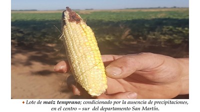 Los maizales de primera, sin posibilidades de recuperación