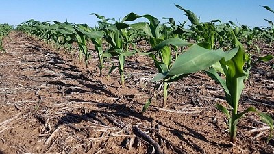 Zona núcleo: los tips claves para sembrar maíz muy tardío