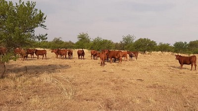 ¿Cuál es el impacto de la sequía sobre la productividad ganadera?