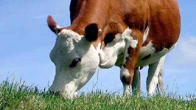 Cultivos de servicios y ganadería en el sudeste bonaerense