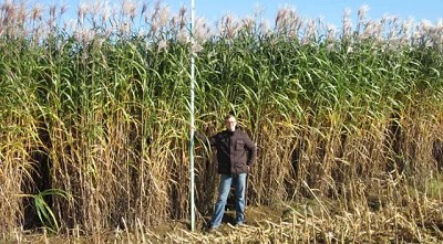 Por 1° vez, los investigadores demostraron con éxito la edición genómica en uno de los cultivos más prometedores en la bioeconomía