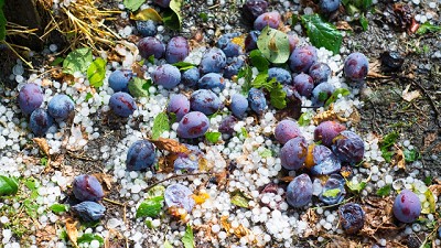 Inteligencia Artificial podría ayudar a evaluar daños meteorológicos a cultivos