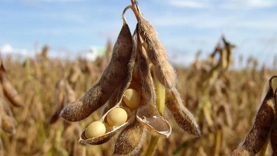 El desdoble y finalización de la campaña gruesa, el mundo nos mira; por Celina Mesquida