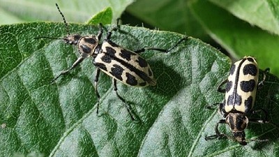 Alerta por mortandad de rumiantes por el escarabajo Siete de oro.
