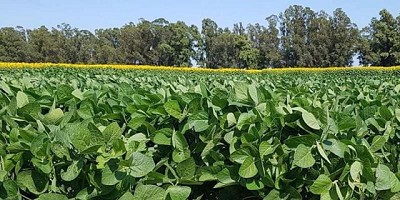 Precipitaciones mejoran el escenario del área sembrada de soja sobre el centro del área agrícola.