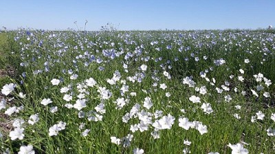 Lino: la fertilización como herramienta para mejorar el rendimiento