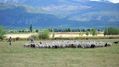 Ovinos: evalúan el efecto del descanso en el pastoreo rotativo