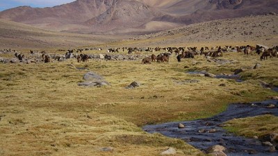 Avanzan en el desarrollo de herramientas estratégicas para una producción sostenible en humedales