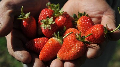 Las frutillas chaqueñas llegan a todo el país