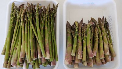 Espárragos: pautas para producir en el sur de Buenos Aires