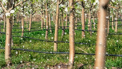 Cálculo de las necesidades de agua y fertilizantes en frutales