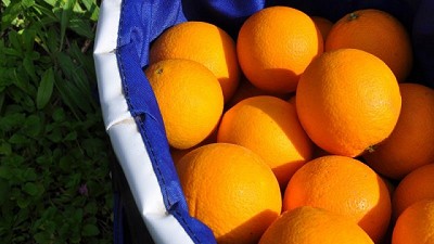 Investigan cómo obtener jugos de cítricos menos amargos