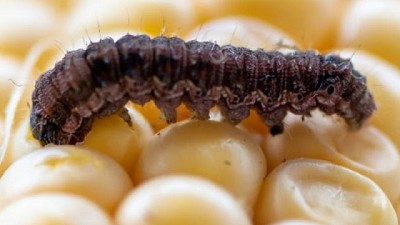 Informe de Plagas. Campaña 2022-2023: Primera Quincena de Febrero de 2023