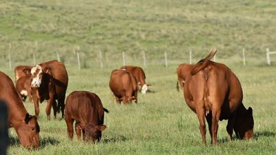Suplementar los ganados permitirá perder menos