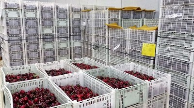 Exportación de cerezas desde el sur de la Patagonia a EE.UU., China y Canadá
