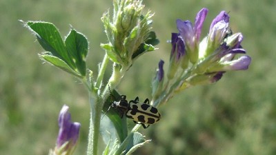 Siete de oro: qué es y qué hacer con el ganado