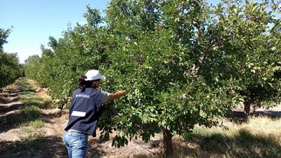 Inicio de exportaciones de ciruelas frescas a Brasil con mitigación de riesgo de Lobesia botrana
