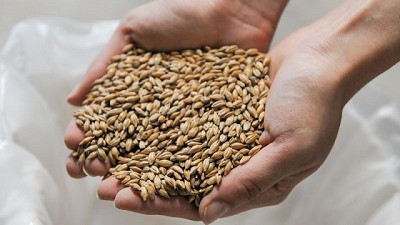 Molienda de cebada y exportaciones de malta récords históricos durante 2022