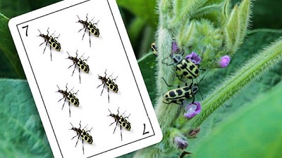 Alerta Siete de oro: ¡Quiero retruco!