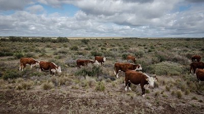 El INTA potencia la producción de carne y fibras en la Patagonia