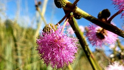 Descubren una nueva especie de flor en el sur de Misiones