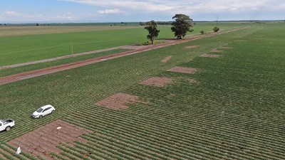 Los drones toman vuelo en el cultivo de maní