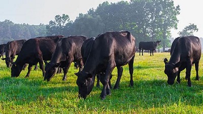 Qué revelan los científicos sobre la producción de carne