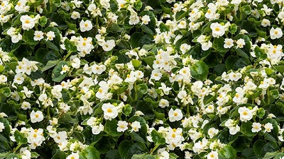 Presentan una begonia desarrollada con germoplasma nativo de Argentina