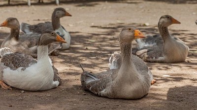 La Provincia emite recomendaciones frente a la confirmación de los primeros casos de gripe aviar en aves silvestres y de traspatio en el territorio bonaerense