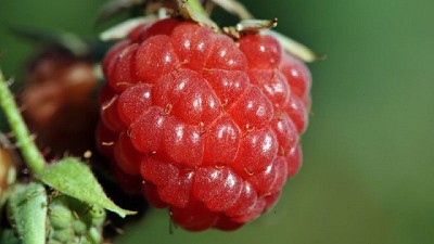 El INTA impulsa la producción comercial de frutas finas en Tierra del Fuego