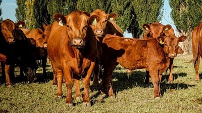 Producción de remolacha forrajera para complementar las dietas de las vacas