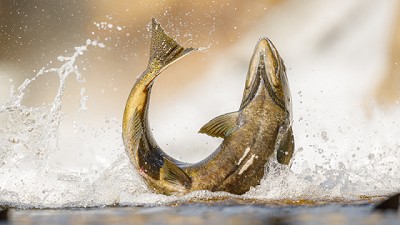 Una compañía argentina es clave en el éxito de la producción chilena de salmones