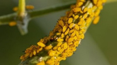 Informe de Plagas. Campaña 2022-2023, segunda Quincena de Febrero de 2023