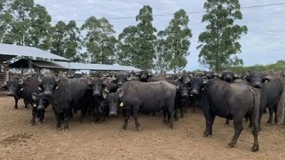 La UNNE abre la Carrera de Especialización en Búfalos