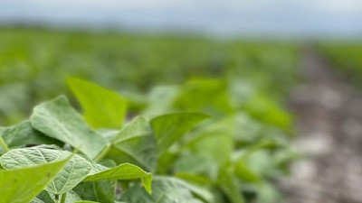 Porotos: un ensayo revela que la fertilización incrementa hasta 775 kilos por hectárea