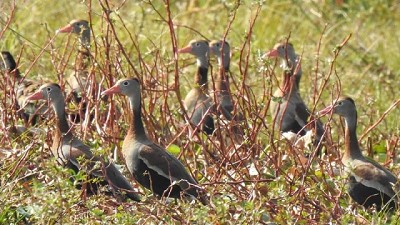 Influenza aviar: Medidas de prevención al observar y/o trabajar con aves silvestres