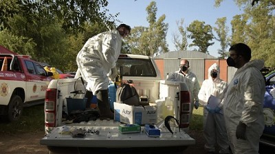 Nuevos casos positivos de influenza aviar en aves de traspatio en Córdoba