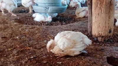 Influenza aviar: Se confirmó el primer caso positivo en aves de corral en Río Negro
