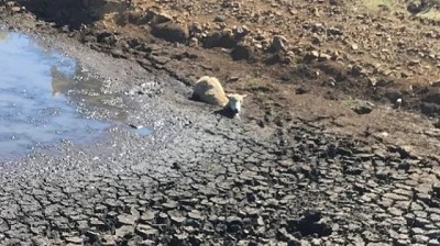 La sequía sigue dañando y los productores no aflojan