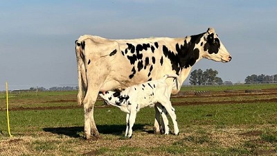 Identifican un mecanismo viral relacionado con la aparición de tumores en el ganado bovino