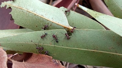 Estudian el manejo de hormigas cortadoras en plantaciones forestales