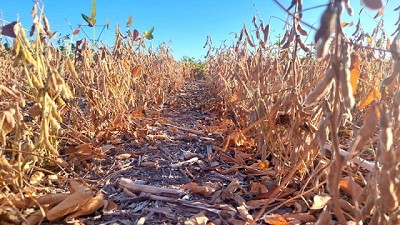 Soja: cómo minimizar la pérdida de granos durante la cosecha