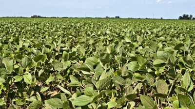 Sequía: pérdidas de 600 a 1.300 u$S/ha en soja de 1ra y de 700 a 1.500 en maíz tardío