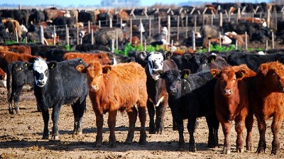La Argentina, con alto potencial para producir fertilizantes biológicos