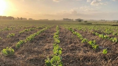 La agricultura siempre da revancha