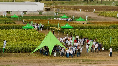 Jornada a campo Nuseed: el girasol como protagonista y un portfolio de alternativas para nutrición animal